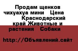 Продам щенков чихуахуа мини › Цена ­ 6 000 - Краснодарский край Животные и растения » Собаки   